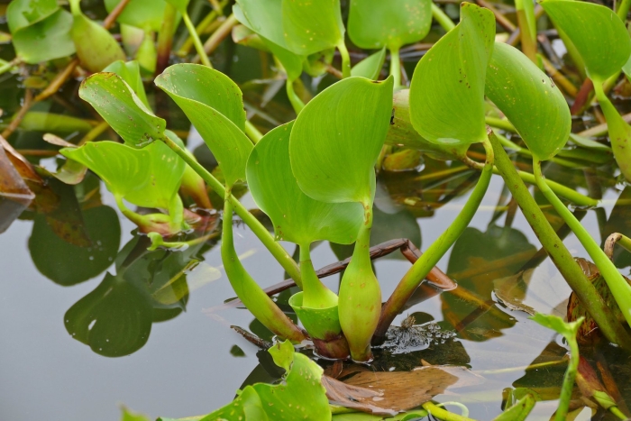 Растение белокрыльник болотный