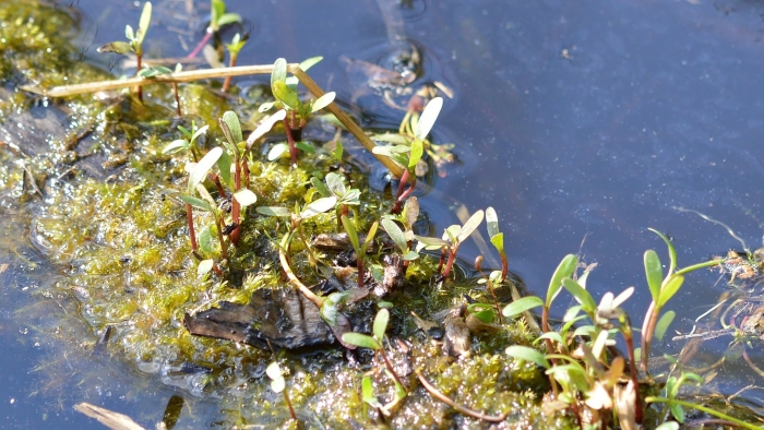 Callitriche palustris