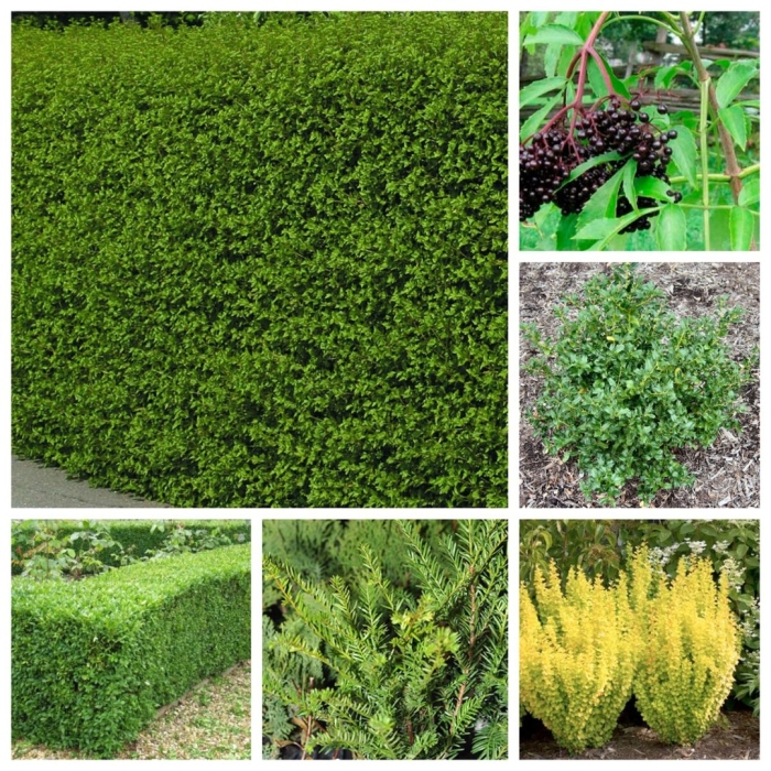 Самшит декоративные кустарники