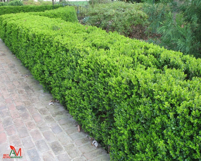 Самшит буксус