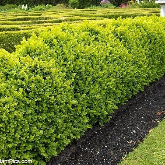 Самшит буксус вечнозеленый