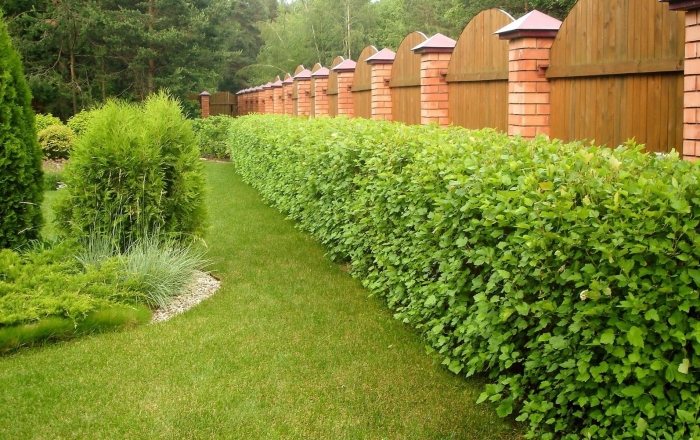 Пузыреплодник лютеус живая изгородь