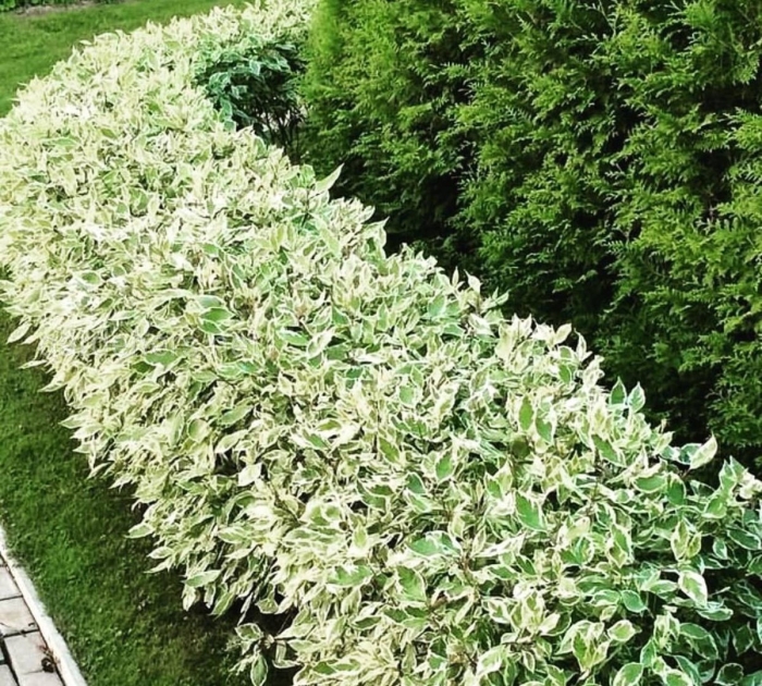 Дерен элегантиссима