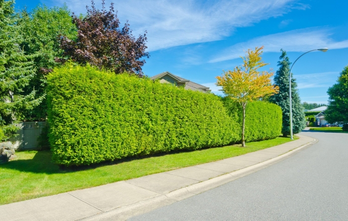 Туя брабант живая изгородь