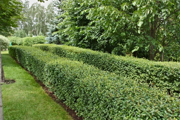 Кизильник блестящий живая изгородь