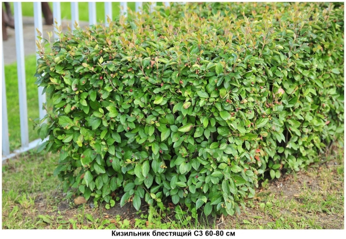 Кизильник cotoneaster lucidus