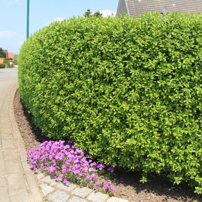 Бирючина живая изгородь