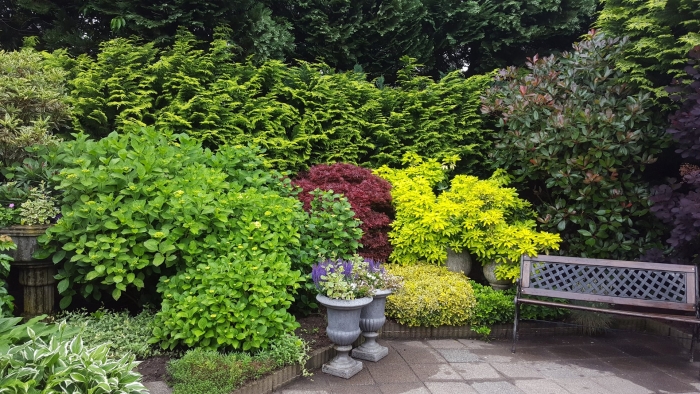 Барбарис спирея пузыреплодник