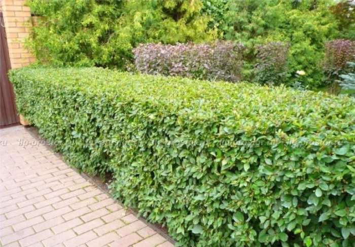 Живая изгородь кизильник блестящий