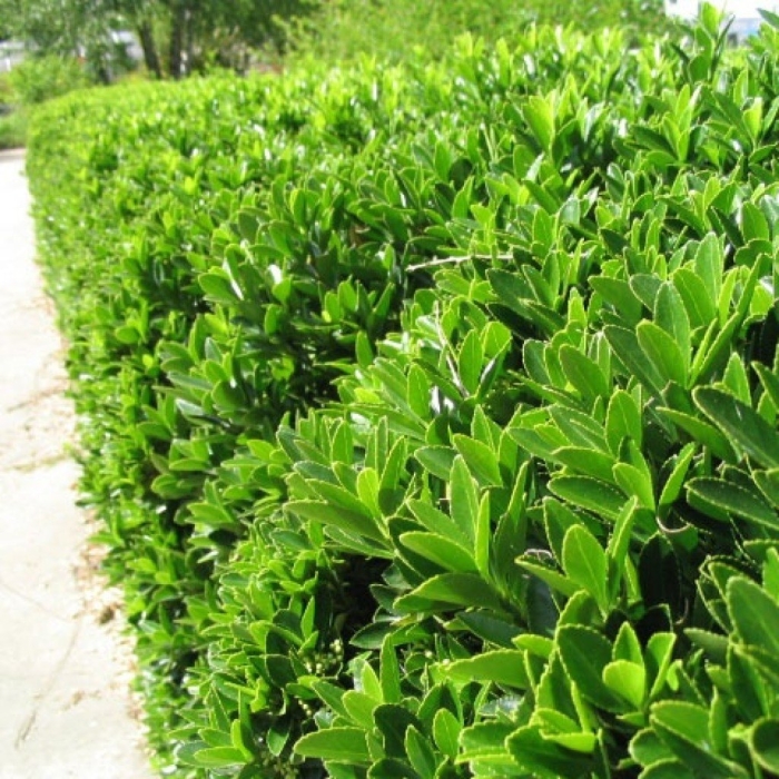 Самшит вечнозеленый