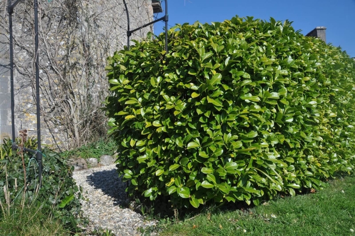 Лавровишня (laurocerasus officinalis)