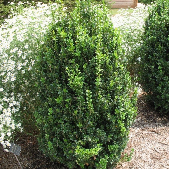 Ilex crenata