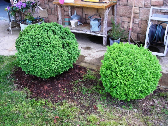 Самшит вечнозеленый элеганс