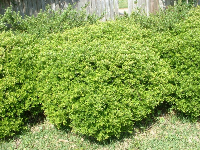 Буш кустарник