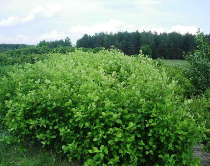 Боярышник мелколистный