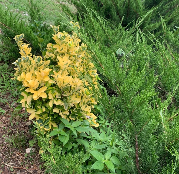 Бирючина ауреа