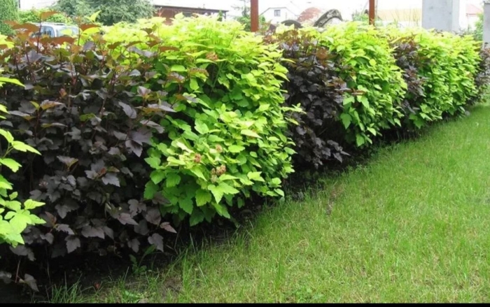 Пузыреплодник калинолистный изгородь