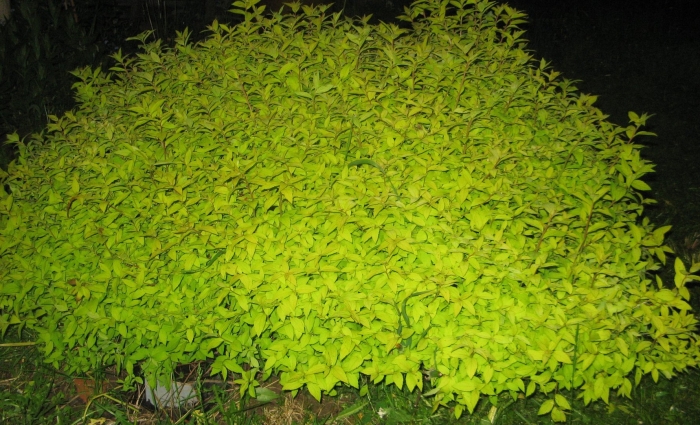 Спирея зеленая