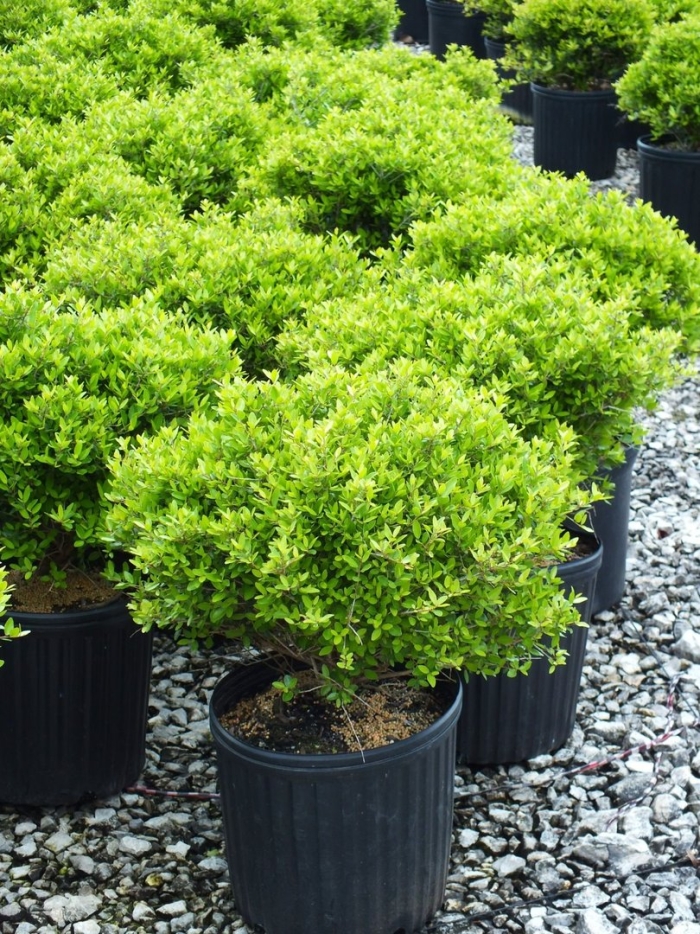 Вечнозеленый кустарник самшит