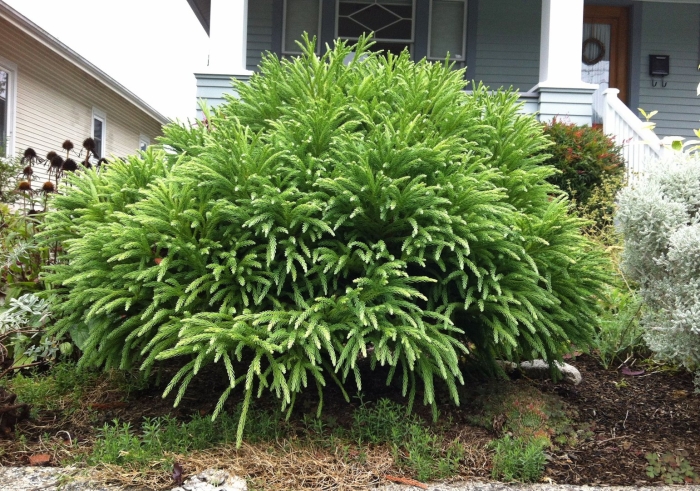 Криптомерия глобоза нана