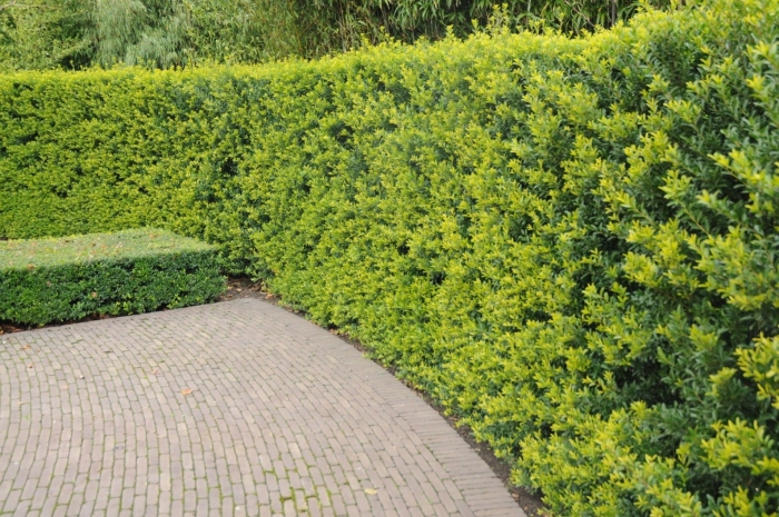 Ilex crenata 'green hedge'