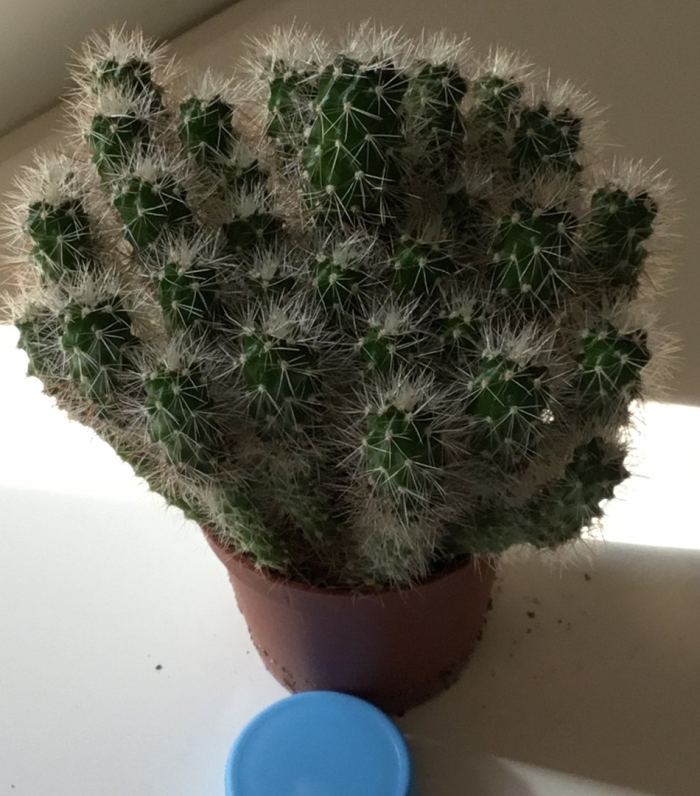 Кактус гросса