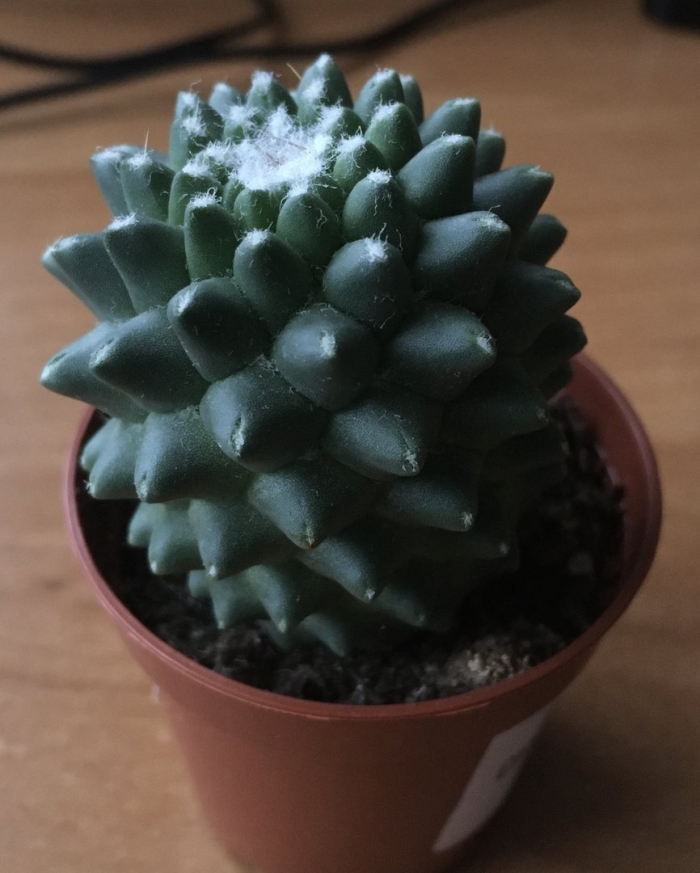 Неколючий кактус