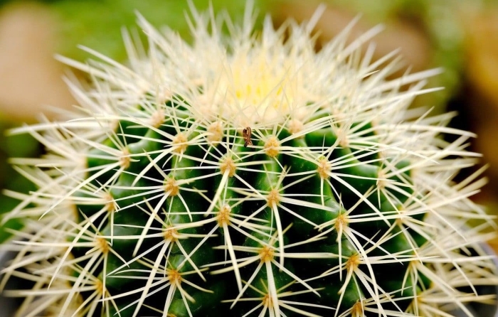 Кактус колючий