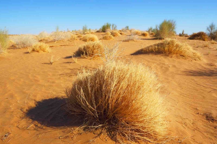 Каракумы кызылкум