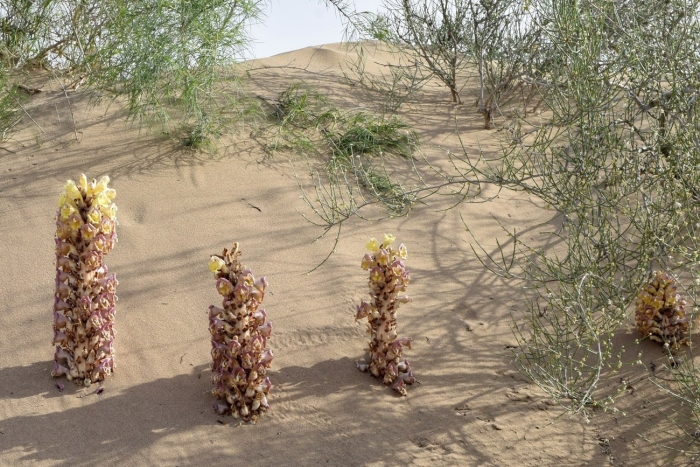 Цистанхе пустынная