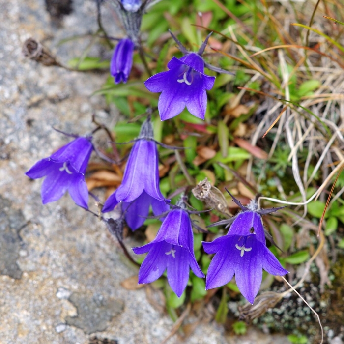 Колокольчик волосистоплодный (campanula lasiocarpa)