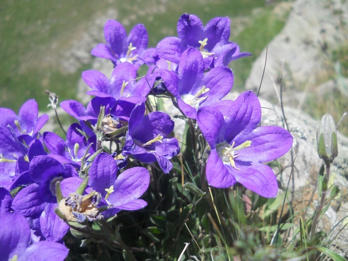 Campanula aucheri