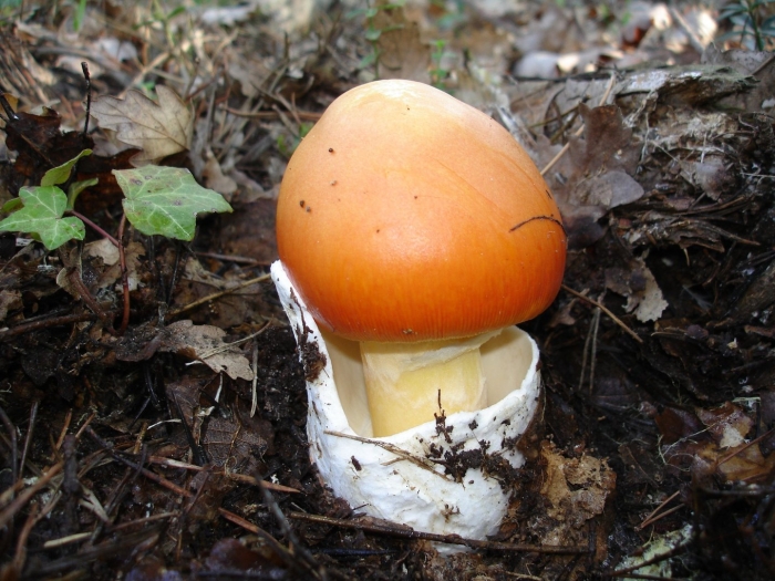 Amanita phalloides