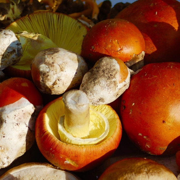 Цезарский гриб