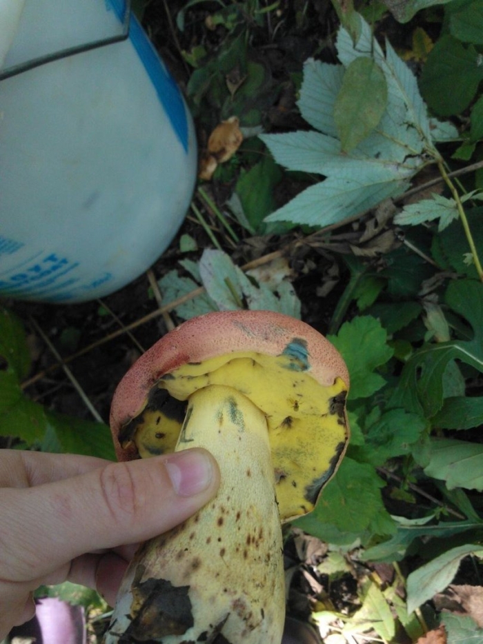 Гриб болетус королевский