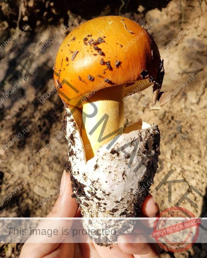 Цезарский гриб дальневосточный