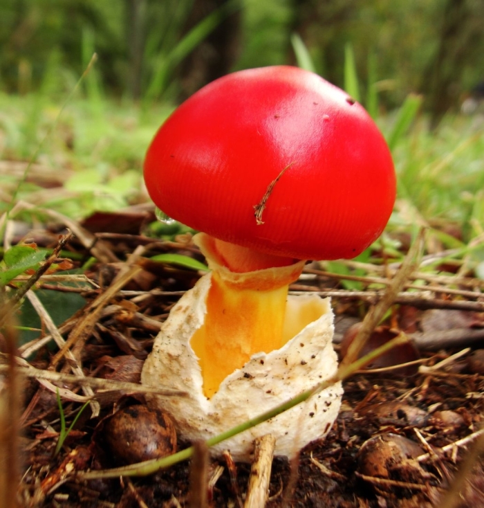 Amanita caesareoides