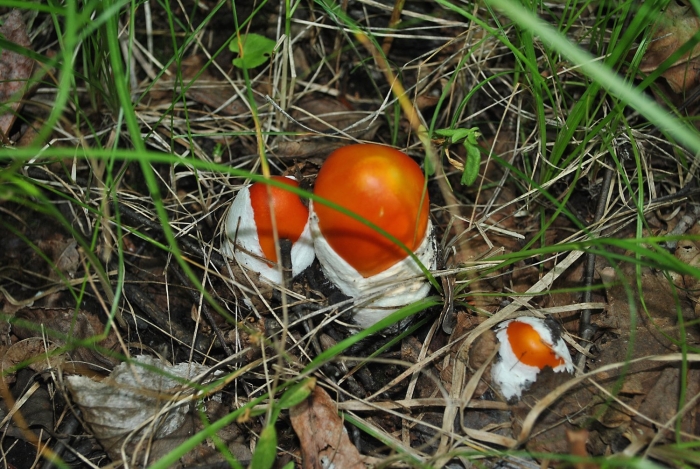 Царский гриб в краснодарском крае