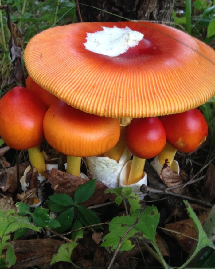 Мухомор цезарский