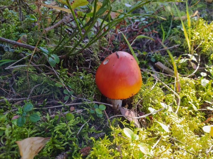 Мухомор цезарский