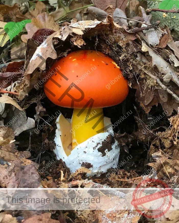 Мухомор цезарский