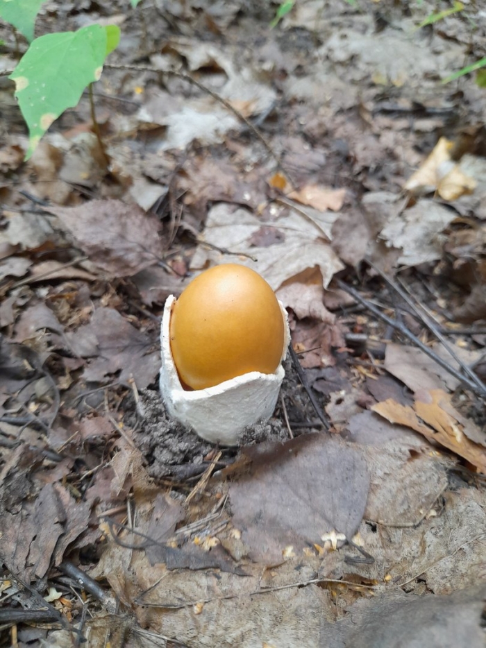 Поплавок шафрановый