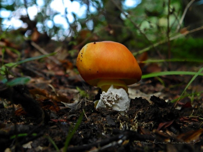 Царский гриб приморский край