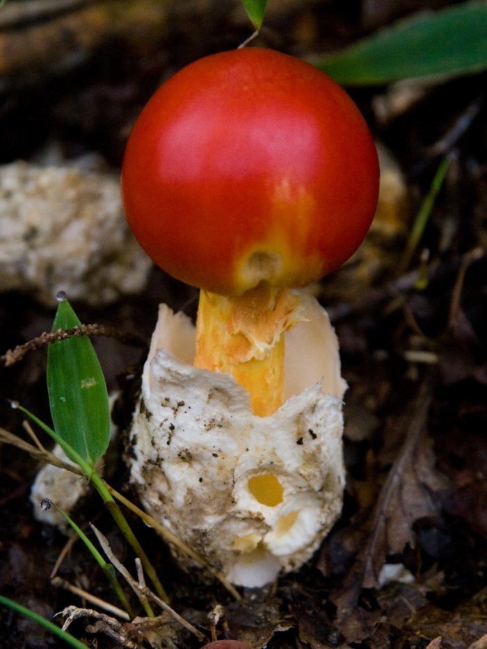 Цезарский гриб дальневосточный