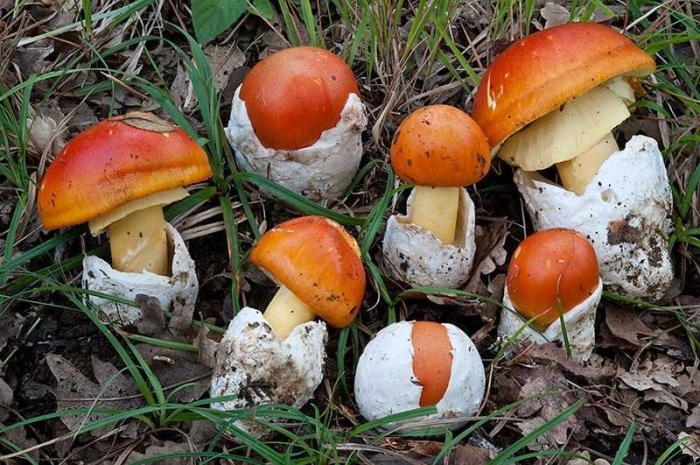 Цезарский гриб (мухомор цезаря)