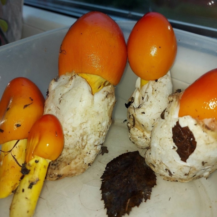 Съедобные гриб