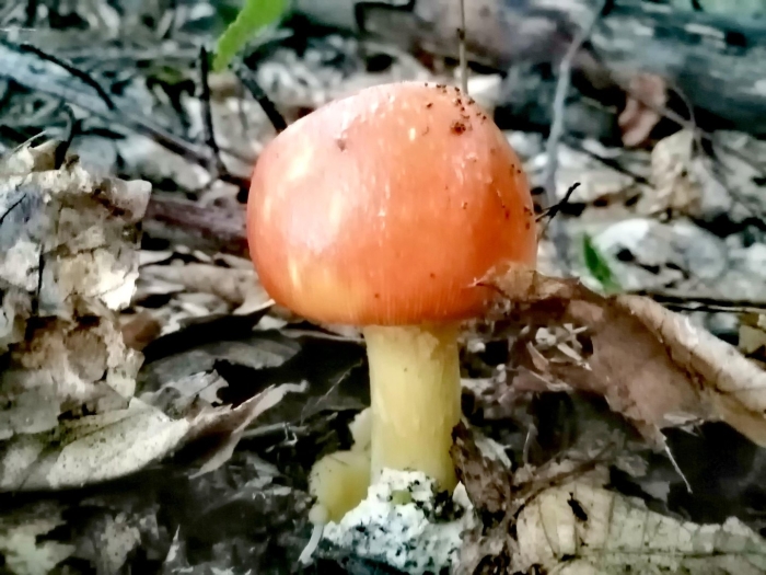 Царский гриб сочи