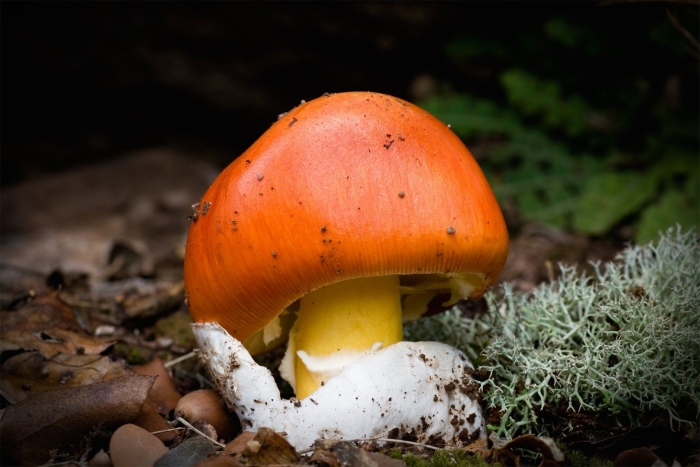 Гриб поганка оранжевая
