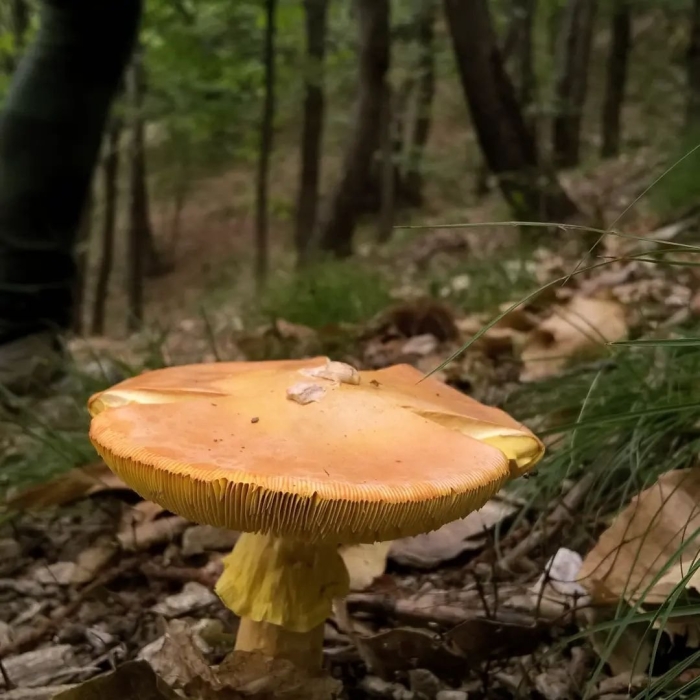 Цезарский гриб