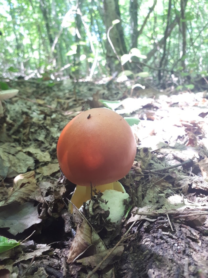 Царский гриб приморье